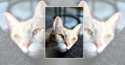 22 Wholesome Cats for a Softer Day on the Internet (May 8th, 2026)