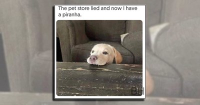 'Good boys get good memes': 21 Dog Memes to Fill Your Morning Cup with Puppy Pawsitivity (May 9, 2026)