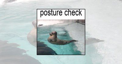 22 Seal Memes Belly-Flopping Into Your Heart