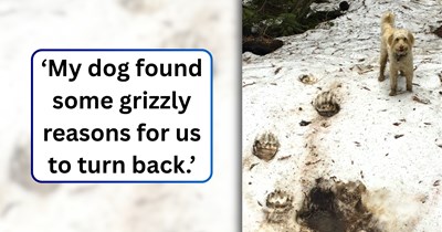 Sharp-eyed dog is being hailed as the best hiking partner after identifying a beary dangerous predator's path in the snow, refusing to let his owner take another step.