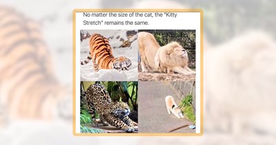 21 Large Feline Funnies to Fill Your Day With Big Meow