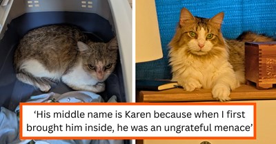 'From feral to fabulous, Broccoli found the purrfect home': Skinny stray goes from angry bathroom menace to loving snuggle muffin after his hooman reads him poetry every night