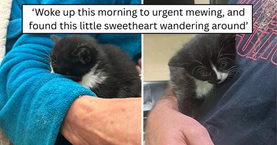 'We seem to have been adopted': Stray kitten returns to the house after mom cat moves the litter and adopts itself by walking inside, asking for attention, and settling into its forever home