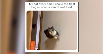20 Morsel-Chasing Memes of Cats Materializing the Second Food Bags Crinkle