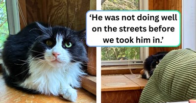 Former feral stray slowly adapts to the comfort of being a family cat, one paw at a time; human parents are delighted that: 'He doesn’t hiss or scratch at all anymore.'