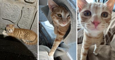 Friendly stray cat stops couple during their evening walk to demand cuddles, they take him in hopes to find his family, only to end up becoming one: ‘We figured he must’ve been a lost pet’