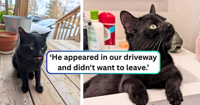 Beautiful black cat walks into a family home and decides he lives here now, promoting himself from a stray to a full feline family meowmber: 'We're keeping him!'
