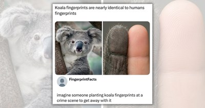 27 Funny Memes to Lighten Up With a Little Adorable Animal Absurdity