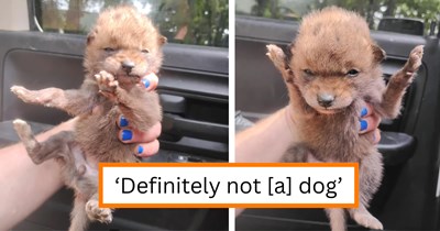 Arkansas woman rescues newborn "puppy" off the side of the road, but wildlife veterinarians tell her it isn't actually a dog at all