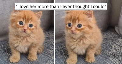 'I didn’t realize how much a tiny cat could change my days': After a college neighbor could no longer keep her, tiny ginger cat Cookie finds a loving new home and quickly fills the house with chaos, attention, and happiness