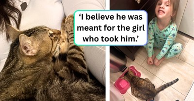 Shy stray cat crashes a kid's birthday party to ask for food, but ends up with a much better gift than a goody bag: ‘You helped him find his forever home.’