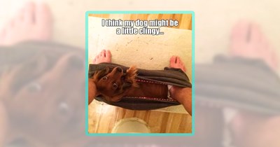 39 Pawdorable Pupper Memes for People and Dogs Alike