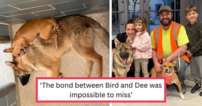 'From rail yard to a home, together the entire way': Bonded rescue doggie duo who stole Chicago's hearts gets adopted by family who refuses to separate them and their beautiful brotherhood