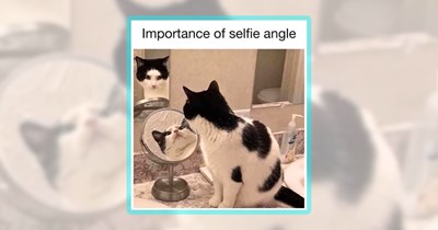 34 Cat Memes for Cats and Their Funny Folks