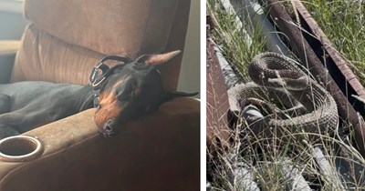 Brave Doberman, Rocky, saves owner's life from Diamondback rattlesnake in miraculous moment when they were out building fences: 'Rocky deserves a big steak'