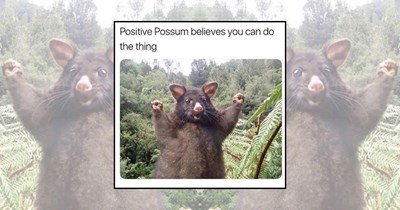 22 Delightfully Chaotic Possum Memes Crawling Out of the Happier Side of the Dumpster