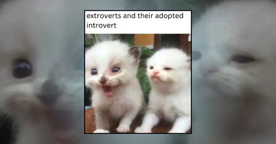 25 Happy Kitten Memes to Meownifest a Spectacular Mew'd
