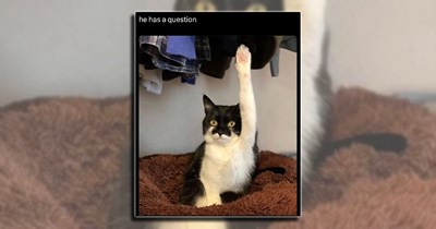 ‘Curiosity made the cat knock a cup off the table’: 21 Curious cat memes for friends of felines