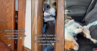 Beagle rescued from a lab finally starts to show his bubbly personality, foster shares footage of his glow up: ‘He finally feels safe enough to be himself!’
