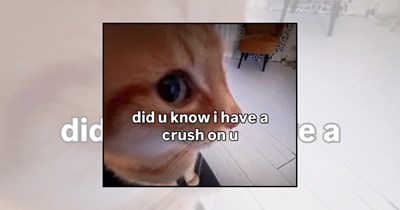22 Purrfectly Romantic Cat Memes to Send Your Sweetheart