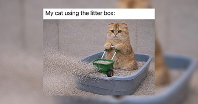 'None of my work is done, but I sure am': 27 Memes to take the edge off