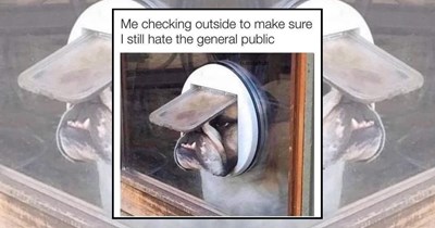25 Hilarious Bulldog Memes for Everyone With a Little Bulldog Energy on their Inside