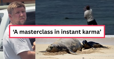 'I'm rich, I can pay the fines': Entitled Seattle tourist served $50,000 fine after throwing rocks at endangered and beloved Hawaiian monk seal named Lani 