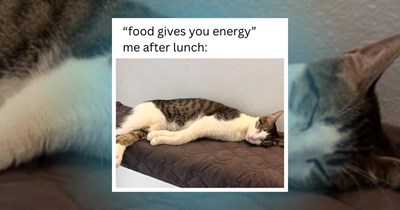 23 Pawsitive Cat Memes to Celebrate the Sweetest Meowmber of the Family
