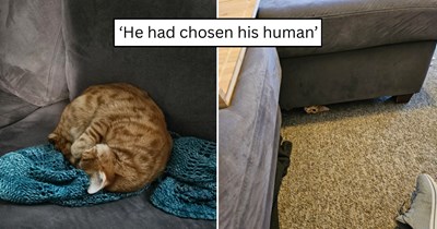 'The CDS works in mysterious ways': Orange kitten Archie, rescued from a drain as a baby, finally finds his forever home after choosing his new owner and moving into their first apartment together
