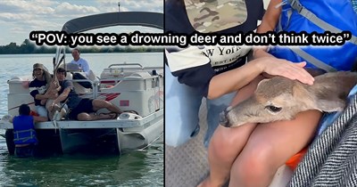 Friends on a boat notice a deer struggling to swim in the middle of a freezing lake, so they don't hesitate to jump in and pull her aboard to safety: 'Happy Mother's Day, deer!' 