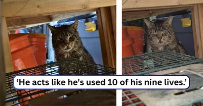 Neighborhood grumpy grandpa cat causes a chaotic midnight chase through a house's basement after breaking in and confusing the resident cats: 'As far as I know, he's still in my basement.'
