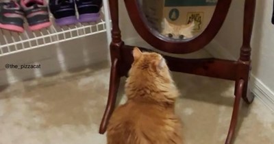 'Hang in there, you're halfway to the weekend!': 21 Midweek meows for cat meme employees