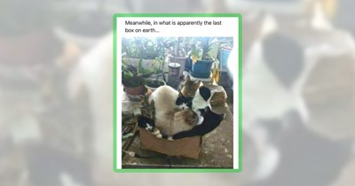 32 Friday Feline Funnies For Folks & Their Cats