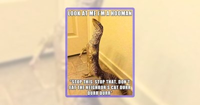 Friday Feral Fun Featuring 27 Funny Wild Animals