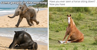 21 Sweet Elephant and Horse Memes For Gentle Giants