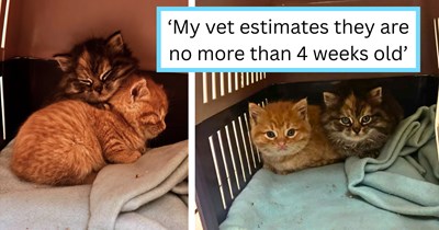 'Didn’t plan it but I’m a cat mum now': Two sisters spend an hour coaxing tiny kittens out of a hiding dog park before bringing them home for good