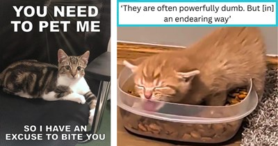 Your Weekly Caturday Meowgazine: 20 I Can Has Meowments Featuring Cats at Their Goofiest and Most Awwdorable (May 16, 2026)