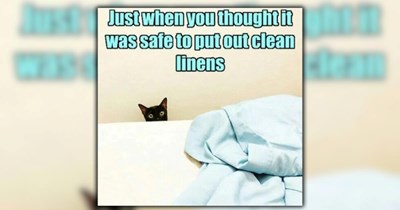 A Ray of Sunshine in the Form of 26 Fuzzy Feline Funnies
