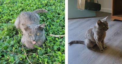 Kitten left behind at rental home by previous tenants only to be found by new tenant during move in, he decides to keep the grey kitty: 'We weren't really planning on getting a cat'