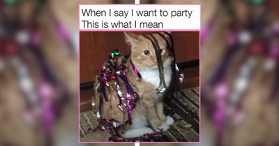 34 Feisty Felines for Fun Friday Night Chaos 