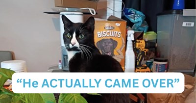 'It actually worked??': Cat lover attempts to pspsps a stray cat, then the clever feline follows them home and finds itself a new home