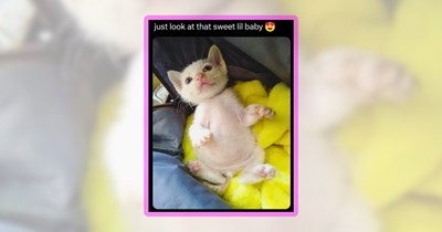 Pocket-Size Precious Kittens in the Form of 20 Meowing Memes