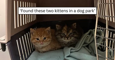 'Didn’t plan it but I’m a cat mum now': Two tiny orange sibling kittens crying under a blackberry bush at a dog park lead one woman on an unforgettable rescue mission and into cat pawrenthood