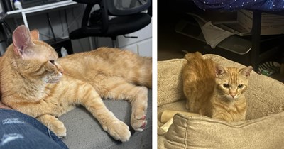 Property manager sends notice about lost orange cat in the neighborhood, kind couple gladly takes her in despite having a dog and cat at home already: 'I'm over the moon'