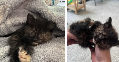 Lady leaving Costco sees black cat fall out of truck on the road, she immediately pulls over and takes the cat home: The story of how Clover the Cat was saved