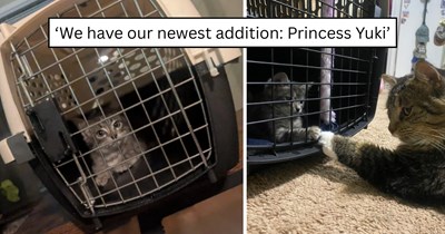 'She saw a cat on the barrier of an overpass': Tiny 8-week-old grey tabby kitten rescued above six lanes of highway traffic finds a loving forever home and new kitty siblings