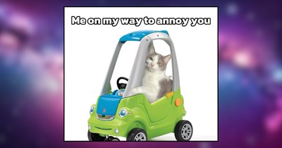 30+ Tiny Goblin Cats Wreaking Wholesome Havoc