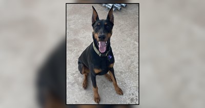Worried owner takes Doberman to vet due to his water consumption, miraculously finds out nothing is actually wrong with him: '$1600 to find out he’s just thirsty'