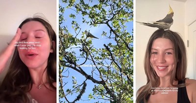 Neighbors band together to find resident's pet bird after he got lost, they spend all night following his cries, resulting in his rescue: ‘I'm coming baby’