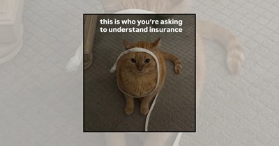 21 Silly Cat Memes Delivering Peak Cat Comedy 